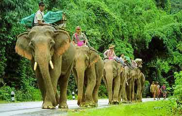 elephant caravan